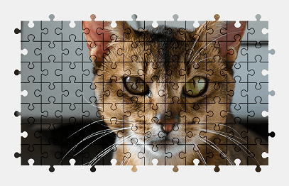 Jigsaw puzzle online cat,animal,pet