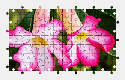 Jigsaw puzzle online adenium,flower,nature,colorful
