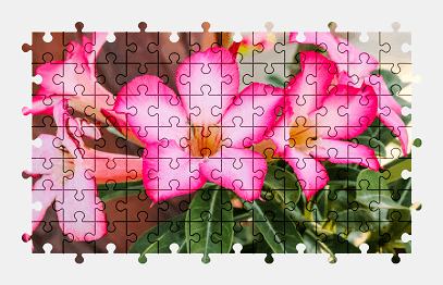 Jigsaw puzzle online adenium,flower,plant,colorful