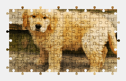 Jigsaw puzzle online golden-retriever,puppy,dog,animal,cute,pet,colorful