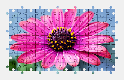 Jigsaw puzzle online african,daisy,flower,nature,colorful