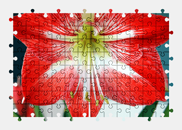 Jigsaw puzzle online amaryllis,flower,colorful