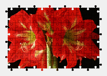 Jigsaw puzzle online amaryllis,flower,plant,nature