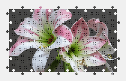 Jigsaw puzzle online amaryllis,white,pink,flower,nature