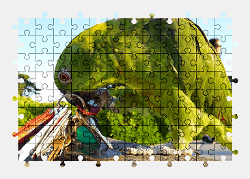 Jigsaw puzzle online parrot,bird,animal,colorful