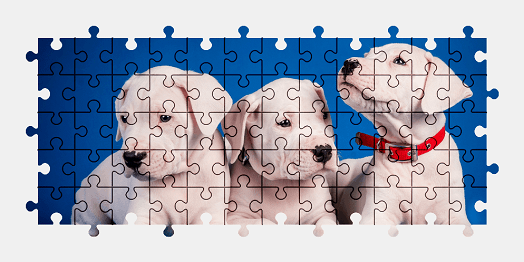 Jigsaw puzzle online puppy,dog,animal,colorful
