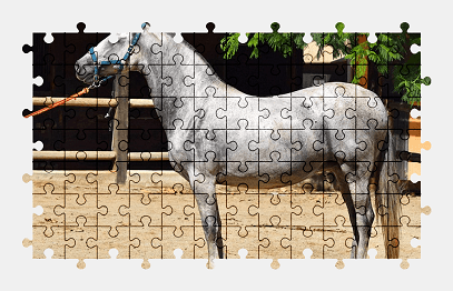 Jigsaw puzzle online horse,animal