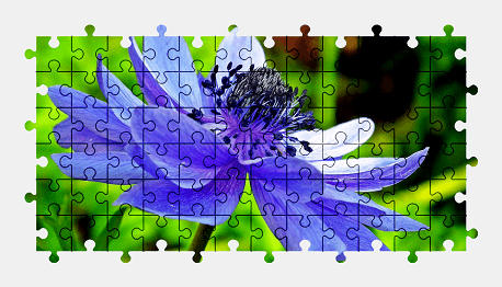 Jigsaw puzzle online anemone,flower,colorful,nature
