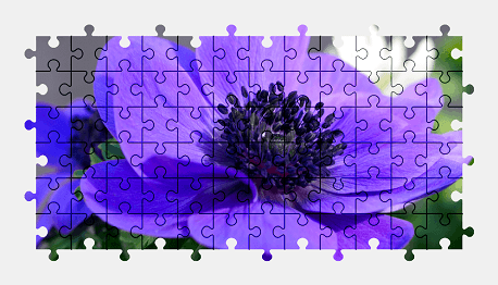Jigsaw puzzle online anemone,flower,nature,colorful