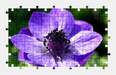 Jigsaw puzzle online anemone,flower,nature,colorful