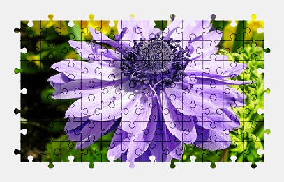 Jigsaw puzzle online anemone,flower,colorful