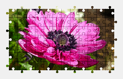 Jigsaw puzzle online anemone,flower,colorful,nature