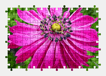 Jigsaw puzzle online pink,anemone,flower,spring,nature,colorful