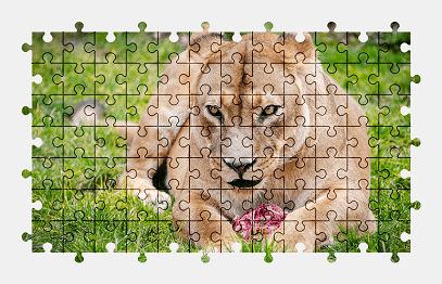 Jigsaw puzzle online animal,lioness,lion,colorful