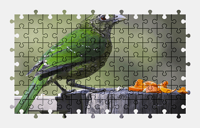 Jigsaw puzzle online green,bird,animal,nature