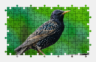 Jigsaw puzzle online bird,animal,nature,colorful