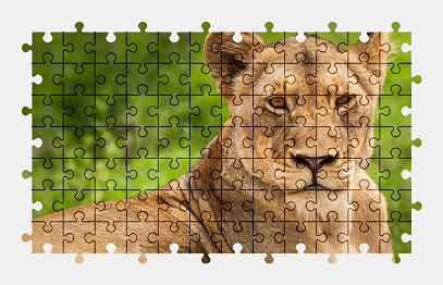 Jigsaw puzzle online lion,lioness,animal,big-cat,colorful