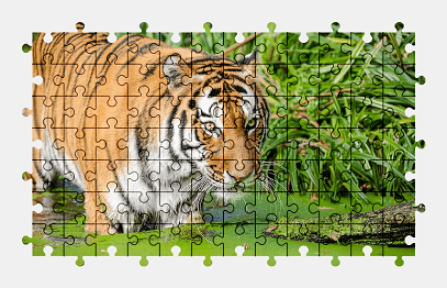 Jigsaw puzzle online tiger,animal,big-cat,water,colorful