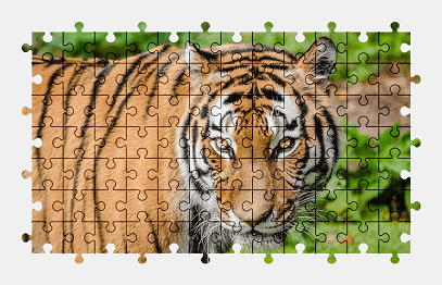 Jigsaw puzzle online tiger,animal,wildlife,colorful,big-cat
