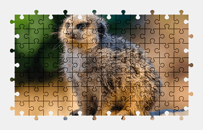 Jigsaw puzzle online meerkat,animal,cute,wildlife
