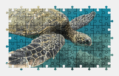 Jigsaw puzzle online sea,turtle,water,underwater,animal,ocean