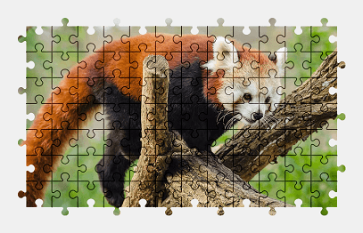 Jigsaw puzzle online red-panda,animal,cute,panda,nature,colorful