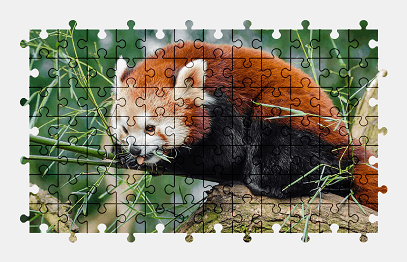 Jigsaw puzzle online red-panda,animal,cute,wildlife,colorful
