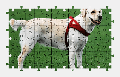 Jigsaw puzzle online white,labrador,dog,animal,grass,nature,colorful
