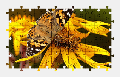 Jigsaw puzzle online butterfly,animal,insect,yellow,flower,nature,colorful
