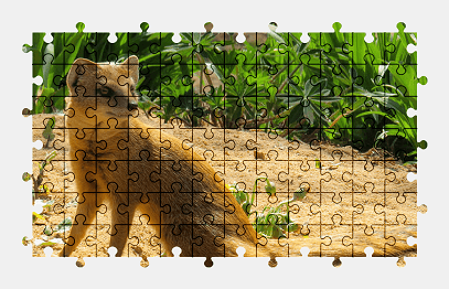 Jigsaw puzzle online animal,meerkat,colorful