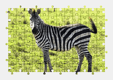 Jigsaw puzzle online zebra,animal,nature,colorful