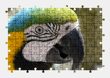 Jigsaw puzzle online macaw,parrot,bird,animal,colorful,nature