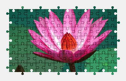 Jigsaw puzzle online pink,water-lily,flower,nature,colorful