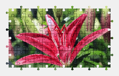 Jigsaw puzzle online lily,garden,flower,colorful,nature