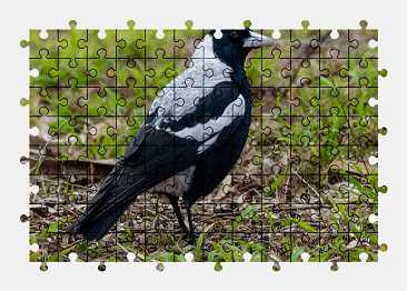 Jigsaw puzzle online magpie,bird,animal