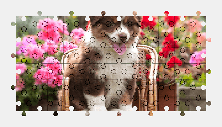 Jigsaw puzzle online australian-shepherd,dog,animal,puppy,colorful