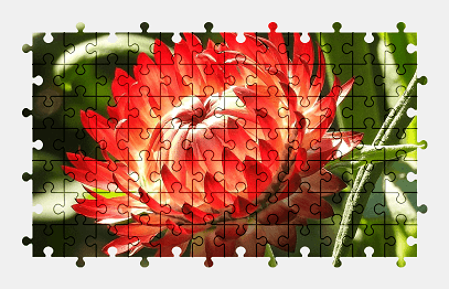 Jigsaw puzzle online red,flower,autumn,blossom,bloom,nature,colorful