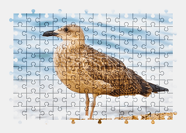 Jigsaw puzzle online sea,beach,seagull,nature,bird,gull,animal