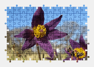 Jigsaw puzzle online purple,flower,plant,spring,nature,colorful