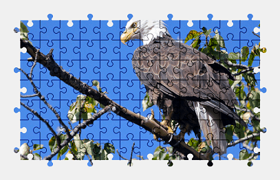 Jigsaw puzzle online bald-eagle,eagle,bird,animal