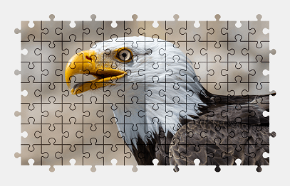 Jigsaw puzzle online bald-eagle,eagle,bird,animal