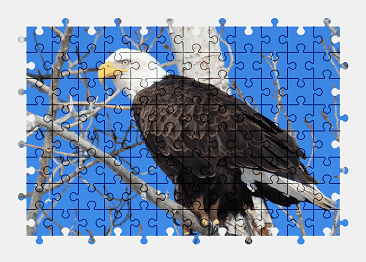 Jigsaw puzzle online bald-eagle,eagle,bird,animal,tree,branch,nature,colorful