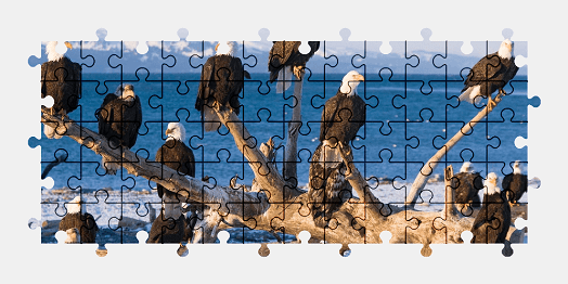 Jigsaw puzzle online bald-eagle,bird,eagle,animal,colorful