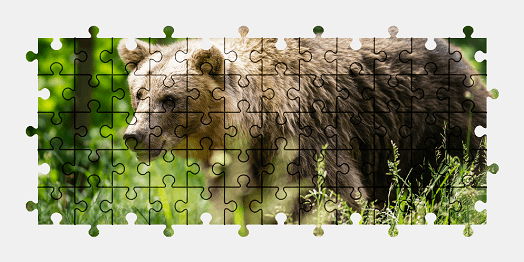 Jigsaw puzzle online bear,animal,nature,colorful