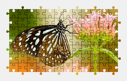Jigsaw puzzle online beautiful,butterfly,nature,animal,flower,colorful