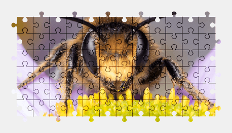 Jigsaw puzzle online bee,animal,flower,nature