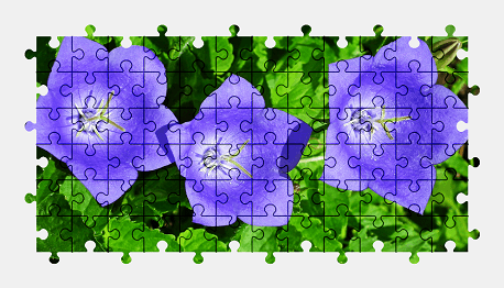 Jigsaw puzzle online flower,colorful,nature