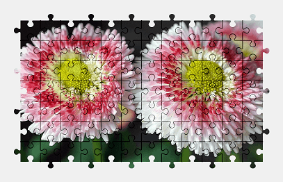Jigsaw puzzle online flower,daisy,nature,colorful