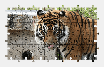 Jigsaw puzzle online tiger,animal,predator,big-cat,colorful
