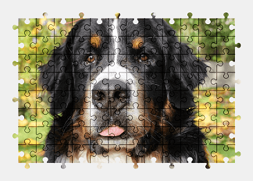 Jigsaw puzzle online bernese-mountain-dog,dog,animal,pet,autumn,colorful